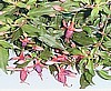 FUSCHIA