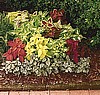 COLEUS - WIZARD MIX