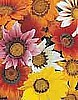 GAZANIA - DAYBREAK F1 SERIES