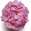 GERANIUMS - ALLURE