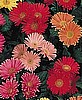 GERBERA DAISY - FESTIVAL SERIES