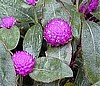 GOMPHRENA - PURPLE