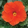 HIBISCUS - RED BAJA BREEZE