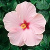 HIBISCUS - PINK MAUI WIND