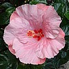 HIBISCUS - PINK BICOLOR TYE DYE