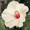 HIBISCUS - WHITE - COOL WIND