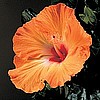 HIBISCUS - ORANGE MANDARIN WIND