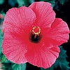 HIBISCUS - PINK VERSICOLOR