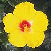 HIBISCUS - YELLOW - SUNNY WIND