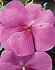 IMPATIENS - SUPER ELFIN SERIES