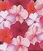 IMPATIENS - TABOO MIX
