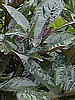 IPOMEA - SWEET POTATO VINE