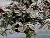 JEW, PURPLE tradescantia zebrina