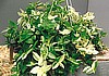 JEW VARIGATED tradescantia fluminensis