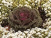 KALE ORNAMENTAL, Emporer series