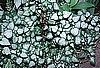 LAMIUM - BEACON SILVER