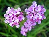 LANTANA - PERENNIAL VARIETIES
