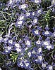 LOBELIA - Periwinkle Blue