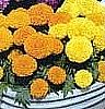 MARIGOLDS - ANTIGUA SERIES