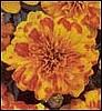 MARIGOLDS - JANIE SERIES