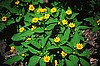 MELAMPODIUM - SHOWSTAR YELLOW