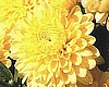 CHYRSANTHEMUMS c. xmorifolium