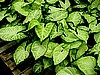 NEPTHYTIS, BUTTERFLY (Hanging Baskets)