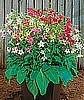 NICOTIANA - HUMMINGBIRD