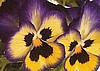 PANSY - BLUEBERRY THRILL