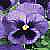 PANSY - XXL series
