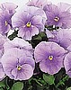 PANSY - CROWN SERIES