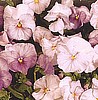 PANSY - DELTA SERIES