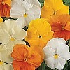 PANSY - Matrix series
