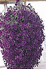 PETUNIAS - WAVE F1 SERIES