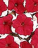 PETUNIA - DREAMS RED PICOTEE