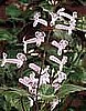 PLECTRANTHUS - MONA LAVENDER