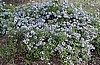 PLUMBAGO