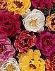 PORTULACA - TEQUILA MIX