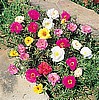 PORTULACA - SUNDIAL SERIES