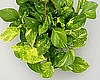 POTHOS, GOLDEN IVY (Hanging Baskets)