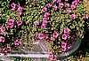 PURSLANE - HOT PINK TRAILING
