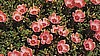 PURSLANE