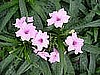 RUELLIA - DWARF & TRAILING