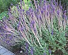 SALVIA - EAST FRIESLAND