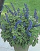 SALVIA - MYSTIC SPIRES BLUE