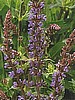 SALVIA, SUPERBA BLUE QUEEN (Hybrid Sage) s x sylvestris