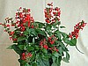 SALVIA - LADY IN RED
