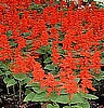 SALVIA - RED HOT SALLY DWARF