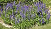 SALVIA - VICTORIA BLUE
