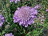 SCABIOSA - BUTTERFLY BLUE